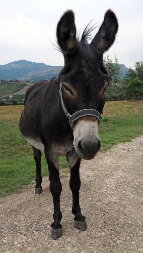 a black and white donkey standing on a gravel road at Agriturismo "Borgo Madonna degli Angeli" - charming cottages in the gardens ! in Tocco da Casauria