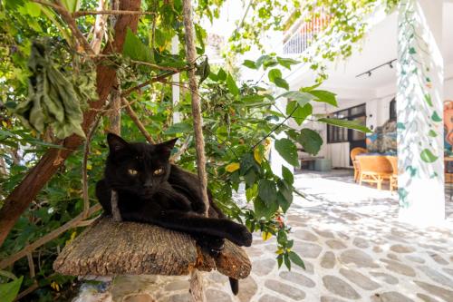 a black cat sitting on a tree swing at 62 HOME in Marmaris