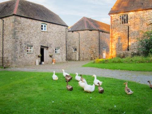 a group of ducks standing in the grass in front of a building at Brewhouse - Uk48743 in Llandybie