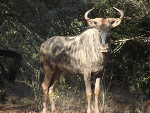 a animal with horns standing in a field at Shamba Yetu Mountain Lodge in Maanhaarrand