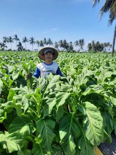 a man wearing a hat in a tobacco field at Greentea Hostel in Labuhanhaji