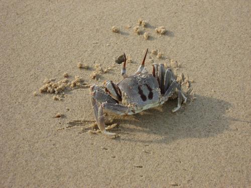 a dead crab in the sand on the beach at Permai Rainforest Resort in Santubong