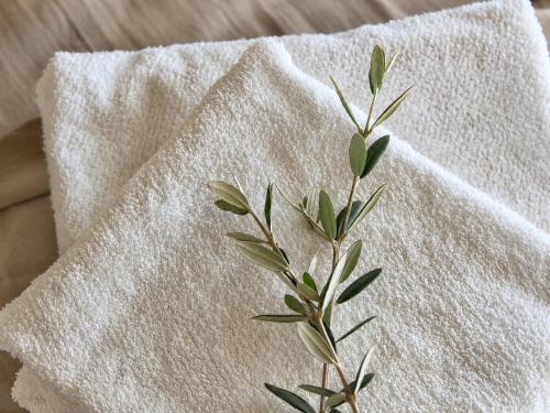 a plant sitting on top of a white pillow at keca home Misiones, pileta, patio y Posadas a 20 minutos in Candelaria