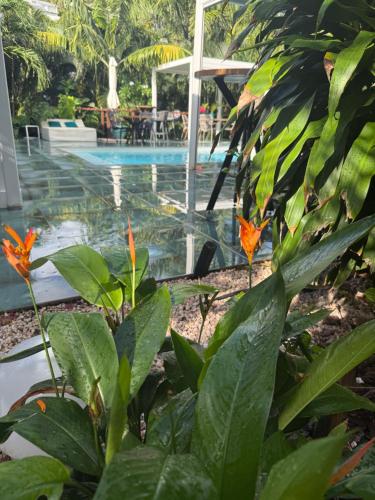 a garden with orange flowers and a swimming pool at Les Galets Sxm Luxury Lodges in Orient Bay
