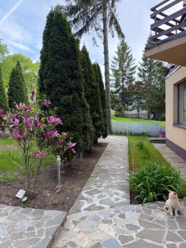 a cat sitting on a stone walkway in a garden at Pensiunea Crescent Predeal in Predeal