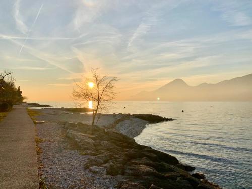 a tree on the shore of a body of water at Casa Agnese Lake View in Brenzone sul Garda
