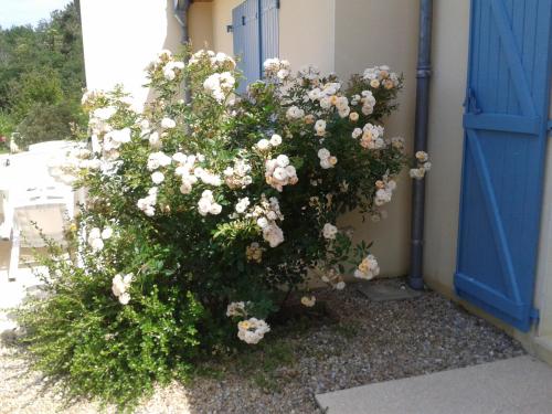 a bush of white flowers in front of a blue door at Chambres d'hôte La Pradelle in Le Vigan