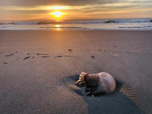 Oceanfront Paradise Sleeps 10 w Stunning Sunrises photo 129