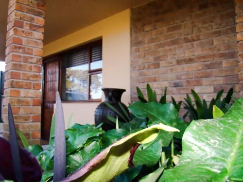 a group of plants in front of a brick building at Zamar Guest House in Caledon