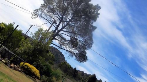 a tree on the side of a hill at Zamar Guest House in Caledon