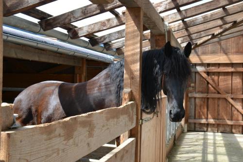a horse standing in a stable looking over a fence at Kleintödlinggut in Leogang