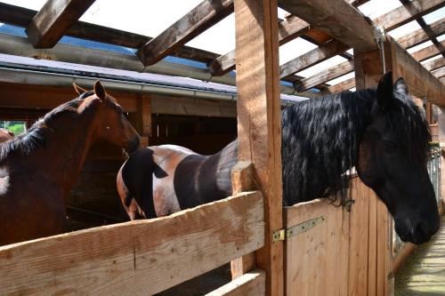 two horses standing next to each other in a barn at Kleintödlinggut in Leogang