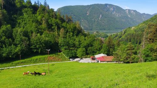 two horses in a field with mountains in the background at Apartment Angel's Nest with Sauna and Fitness in Jesenice