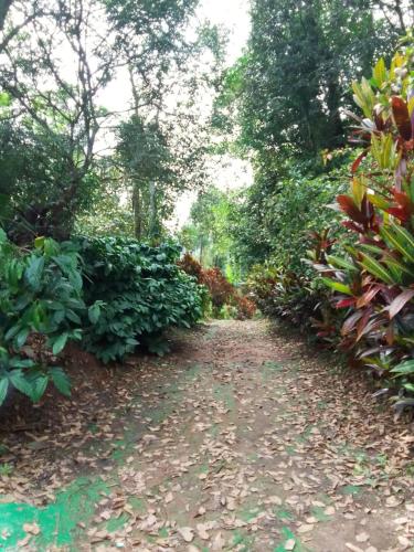 a path through a garden with plants and trees at Coorg climate stay in Madikeri