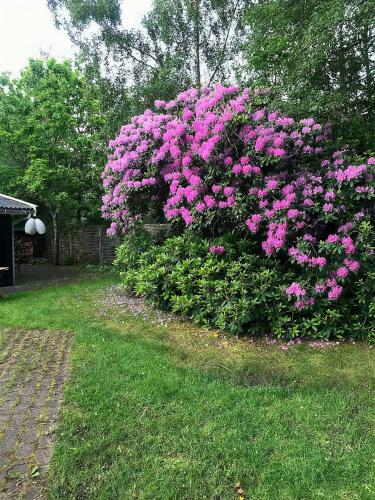 a bush of pink flowers in a yard at Classic Timber Cottage Close To Forest And Beach in Frederiksværk
