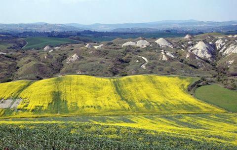 a yellow field on a hill with mountains in the background at Il Canto del Sole in Monteroni dʼArbia