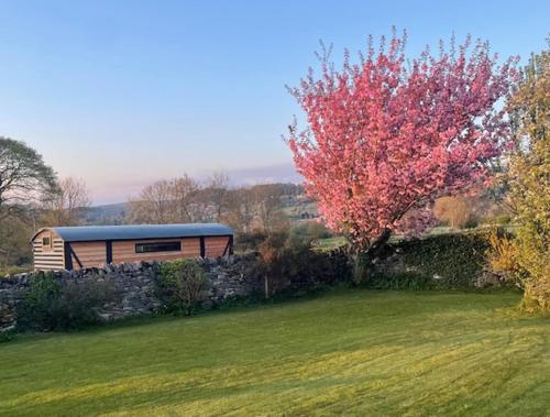 a train is parked in a field next to a tree at The Carriage in Matlock