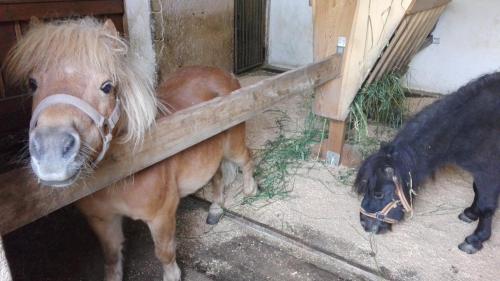 a horse and a dog standing next to a stable at Pichlgut in Radstadt