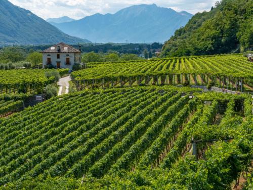 a vineyard in the mountains with a house in the middle at Locanda L'Amorosa in Sementina