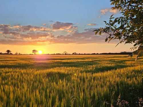 a field of grass with the sunset in the background at Elm Barn View in Freethorpe