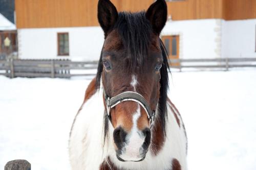 a brown and white horse standing in front of a barn at Kinderhotel Appelhof in Mürzsteg