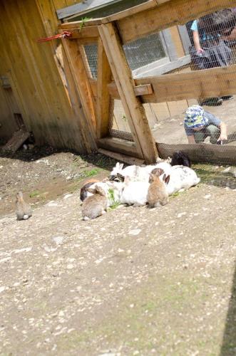 a group of animals laying on the ground next to a fence at Kinderhotel Appelhof in Mürzsteg