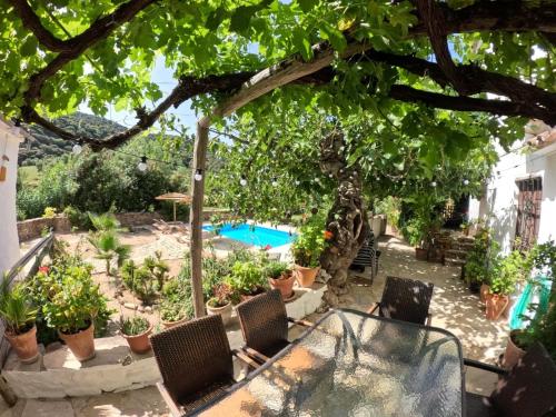 a patio with chairs and a swimming pool with plants at Molino del Caracol in Benaoján