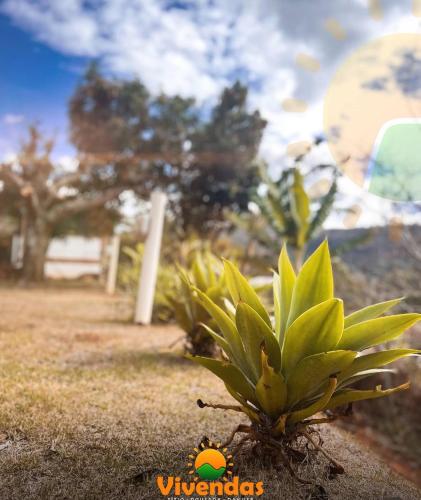 a small green plant sitting in a yard at Sítio Vivendas in Itaipava