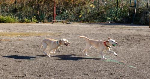 two dogs playing with a ball in a field at YU-FURI Izukogen in Ito