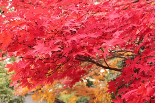 Zahrada ubytování Hotel M's Plus Shijo Omiya
