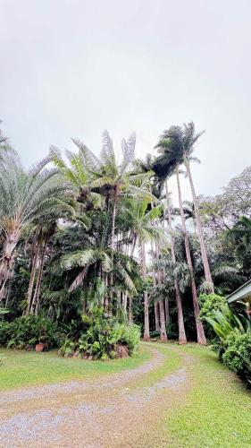 a group of palm trees in a park at Enchanted Garden Escape in Mowbray