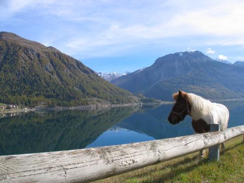 a horse standing next to a fence next to a lake at Vital Hotel Ortlerspitz in San Valentino alla Muta