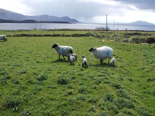 a group of sheep standing in a field at Achill West Coast House in Dooagh