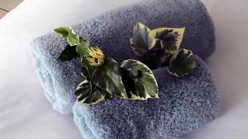 a plant sitting on top of a blue towel at Zamar Guest House in Caledon