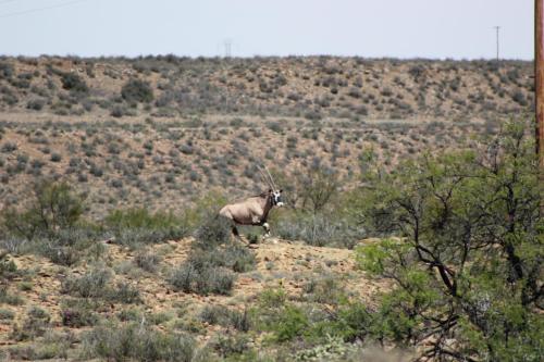 an antelope walking in a field of brush at Teri-Lemveli Lodge in Beaufort West