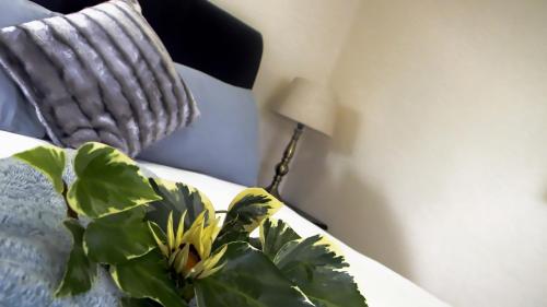 a plant sitting on a bed next to a lamp at Zamar Guest House in Caledon