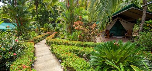a garden with a tent and some plants and a pathway at Rafiki Beach Camp in Matapalo