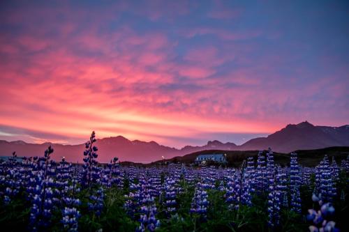 a field of purple flowers in front of a sunset at Hotel Skaftafell in Skaftafell