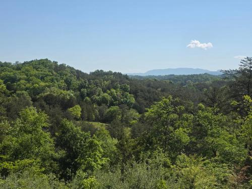 a view of a forest filled with lots of trees at Serenity at the Smokies in Sevierville