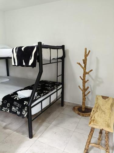 a room with two bunk beds and a plant at Hostal y Camping Los Girasoles in Salento