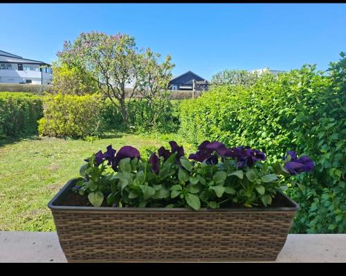 a basket filled with purple flowers in a yard at Villa Glumslov in Landskrona