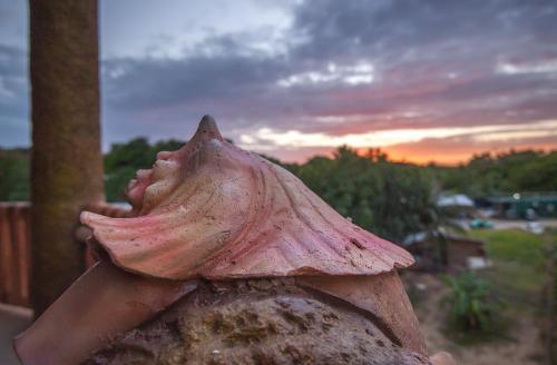 a large shell sitting on top of a rock at Hotel Los Corales in West End