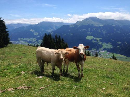 two cows standing on top of a grassy hill at Biobauernhof Kleinummerstall in Mittersill