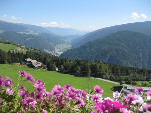 a field of flowers with mountains in the background at Pension Sonnenhof in Maranza