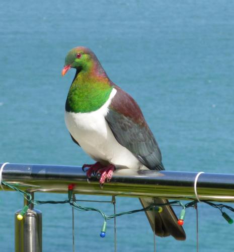a bird sitting on top of a rail at Breakaway at York Bay in Days Bay