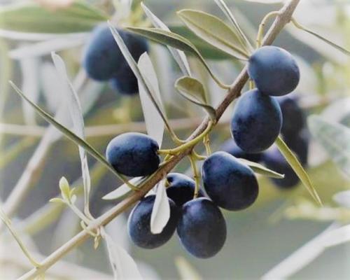 a bunch of blue berries on a tree branch at Le Mimose B&B in Vinci