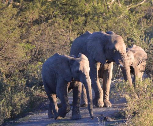 a group of elephants walking down a dirt road at Umzolozolo Private Safari Lodge & Spa in Nambiti Private Game Reserve