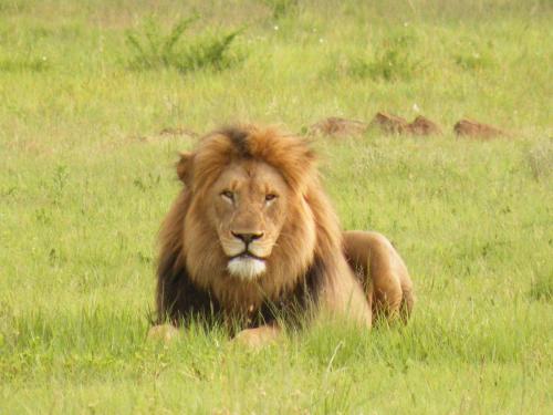 a lion laying in the grass in a field at Umzolozolo Private Safari Lodge & Spa in Nambiti Private Game Reserve