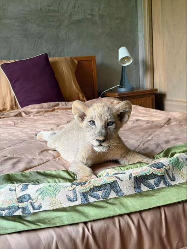 a baby lion cub laying on a bed at Lion Cafe Resort in Ban Huai Sieo