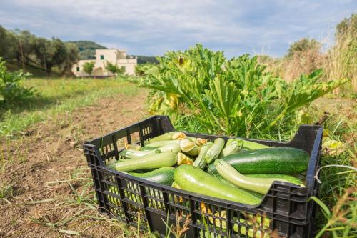 a basket full of cucumbers in a field at Relais Regina Giovanna in Sorrento